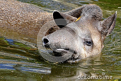 South American Tapir Stock Photo