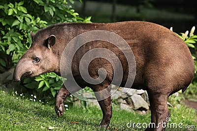 South American tapir (Tapirus terrestris). Stock Photo