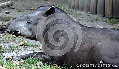 The South American tapir Tapirus terrestris, Stock Photo