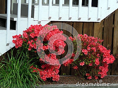 South Bethany the azalea 2016 Stock Photo