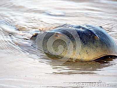 South Bethany the Horseshoe crab on a beach 2016 Stock Photo