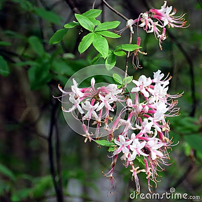 South Bethany Pinxterbloom Azalea 2016 Stock Photo