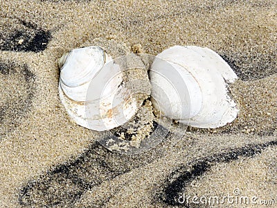 South Bethany two seashells 2016 Stock Photo