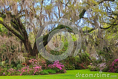 South Carolina Garden Azaleas Bloom Spring Stock Photo