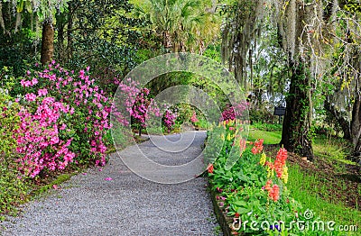 South Carolina Garden Walkway Flowers Azaleas Stock Photo