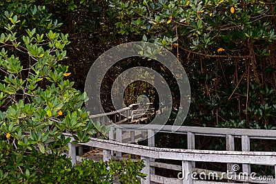 South Florida Park Boardwalks into the mangroves Stock Photo