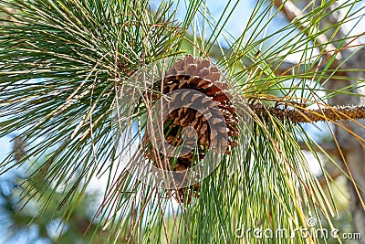South Florida slash pine Pinus elliottii densa cones closeup - Pine Island Ridge Natural Area, Davie, Florida, USA Stock Photo