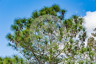 South Florida slash pine Pinus elliottii densa covered in pine cones - Tree Tops Park, Davie, Florida, USA Stock Photo