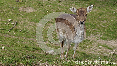 Young female deer on meadow looking curious Stock Photo