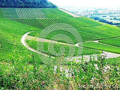 South German wine growing in the steep slope Stock Photo