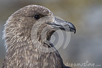 South Polar Skua portrait Antarctic Stock Photo