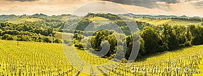 South styria vineyards landscape, near Gamlitz, Austria, Eckberg, Europe. Grape hills view from wine road in spring Stock Photo