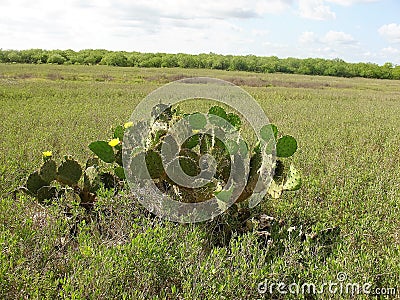 South Texas prickly pear cactus Stock Photo