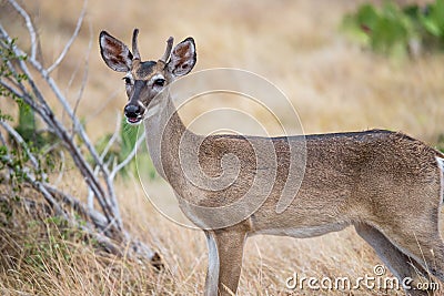 South Texas Yearling Buck Stock Photo