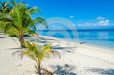 South Water Caye - Small tropical island at Barrier Reef with paradise beach - known for diving, snorkeling and relaxing vacations Stock Photo