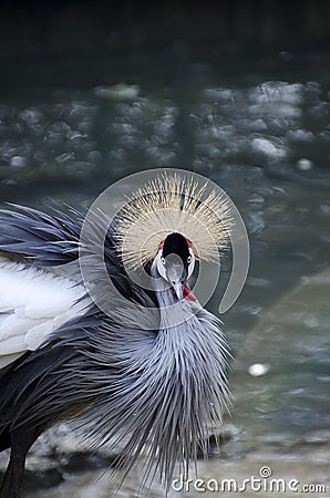 Southafrican crowned crane Stock Photo
