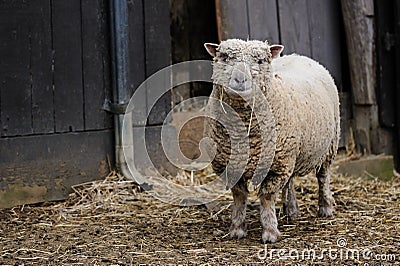 Southdown Sheep Stock Photo