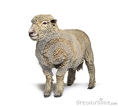 Southdown sheep, Babydoll, smiling sheep, isolated Stock Photo