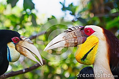 Southeast Asian wreathed hornbills against jungle background. Stock Photo