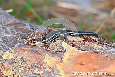 Southeastern Five-lined Skink Florida Wildlife Stock Photo