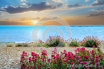 Southend on the sea beach with beautiful red flowers at sunrise Stock Photo