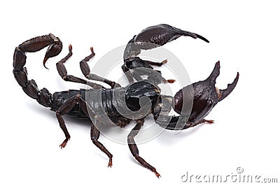 African venom Scorpion isolated on white background Stock Photo