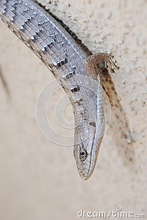 Southern alligator lizard Stock Photo