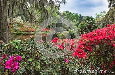 Southern Azalea Garden Stock Photo