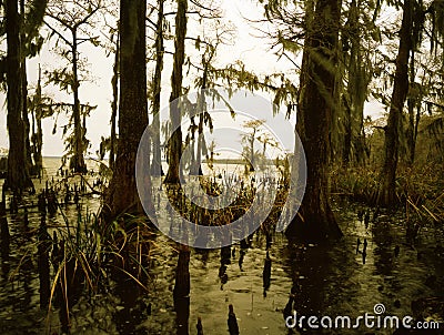 Southern Bayou Stock Photo