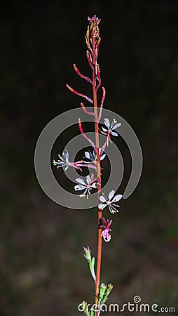 southern bee blossom Oenothera simulans Stock Photo