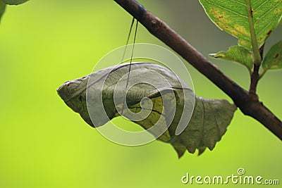 Southern Birdwing pupal stage Stock Photo