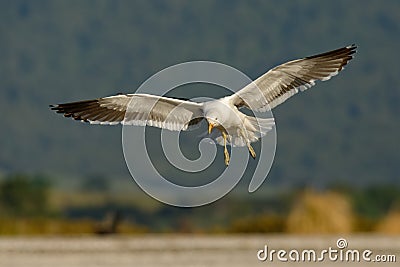 Southern black-backed gull - Larus dominicanus - karoro in maori, also known as Kelp Gull or Dominican or Cape Gull, breeds on Stock Photo