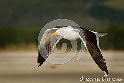Southern black-backed gull - Larus dominicanus - karoro in maori, also known as Kelp Gull or Dominican or Cape Gull, breeds on Stock Photo