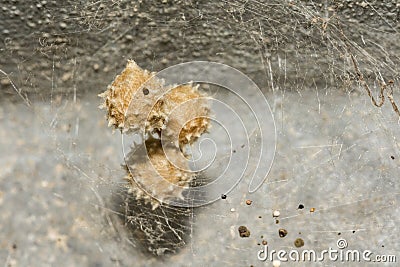 Southern Black Widow Spider Eggs Stock Photo