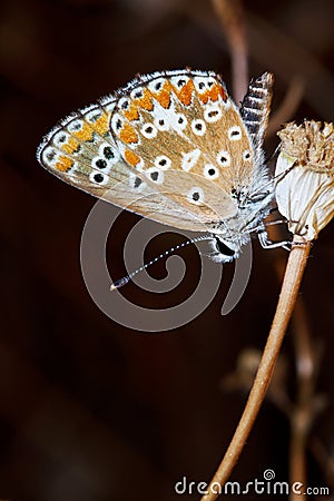 Southern Brown Argus Stock Photo