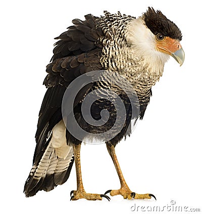 Southern Caracara (3 years) - Polyborus plancus Stock Photo