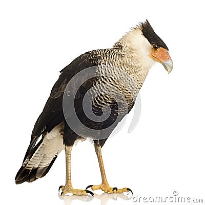 Southern Caracara (3 years) - Polyborus plancus Stock Photo