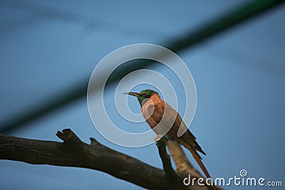 Southern carmine bee-eater Stock Photo