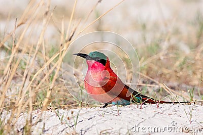 Southern Carmine Bee-eater Stock Photo