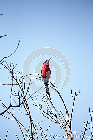 Southern Carmine Bee-eater - Okavango Delta - Moremi N.P. Stock Photo