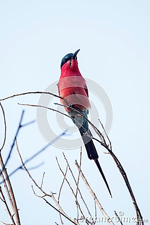 Southern Carmine Bee-eater - Okavango Delta - Moremi N.P. Stock Photo