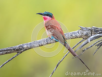 Southern carmine bee eater perched Stock Photo