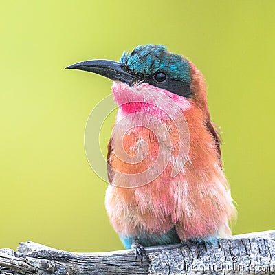 Southern carmine bee eater portrait insta Stock Photo