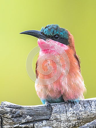 Southern carmine bee eater portrait Stock Photo