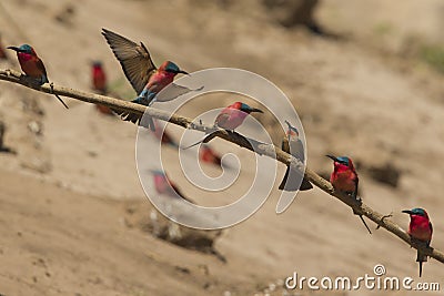 Southern Carmine Bee-eaters and a White-fronted Bee-eater Stock Photo