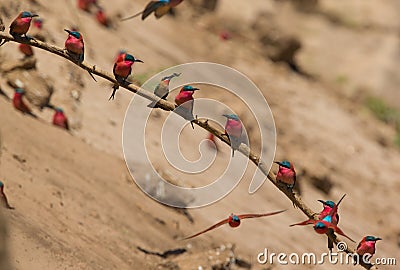 Southern Carmine Bee-eaters (Merops nubicoides) and a White-fronted Bee-eater (Merops bullockoides) Stock Photo