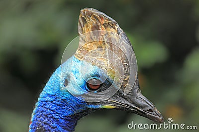 Southern cassowary Stock Photo