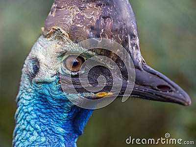 Southern cassowary Stock Photo