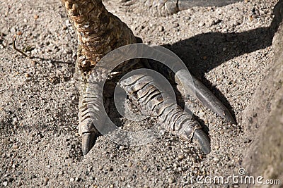 Southern cassowary Casuarius casuarius Stock Photo