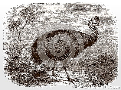 Southern cassowary, casuarius in side view standing in a landscape with palms Vector Illustration